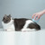Pet Massage Comb