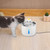 Pet Water Fountain