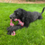 ReRope Tennis Ball Toy