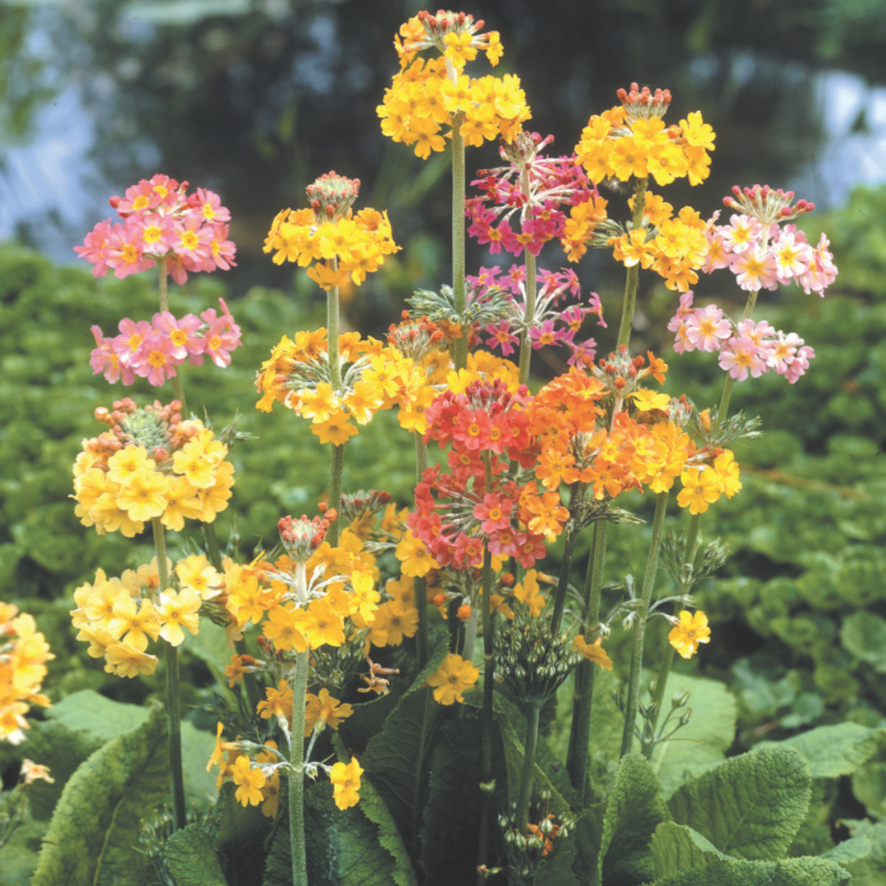 Primula Candelabra Mix - J Parker Dutch Bulbs (Ireland) - Production