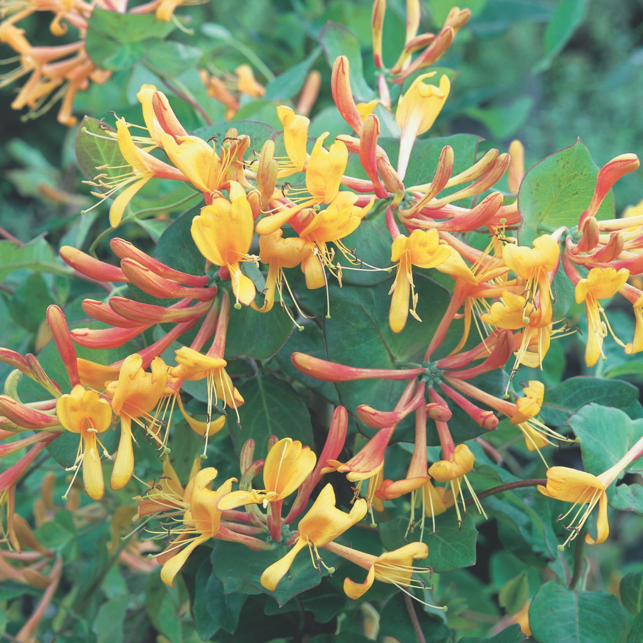 lonicera japonica red world Lonicera japonica 'Red World' main image 1