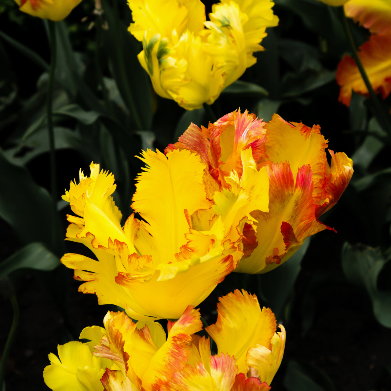 Shop quality Tulip Texas Gold from J. Parker's