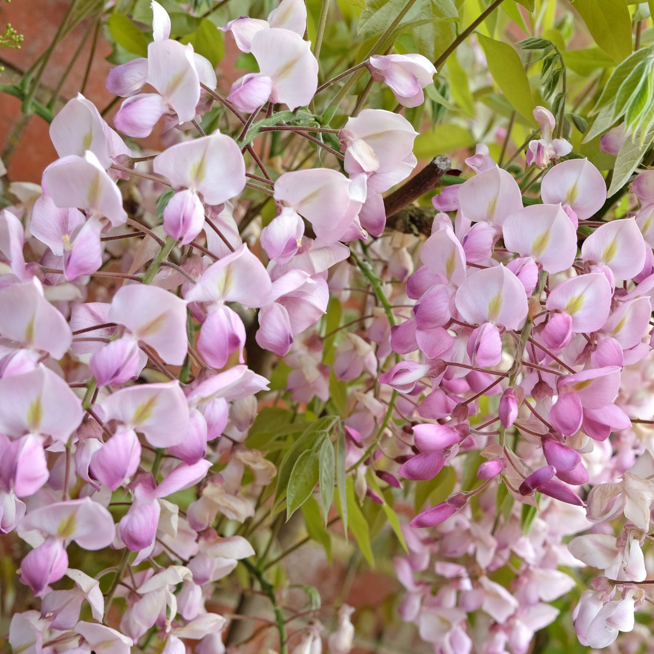 Wisteria Floribunda Lipstick - J Parker Dutch Bulbs (Ireland) - Production