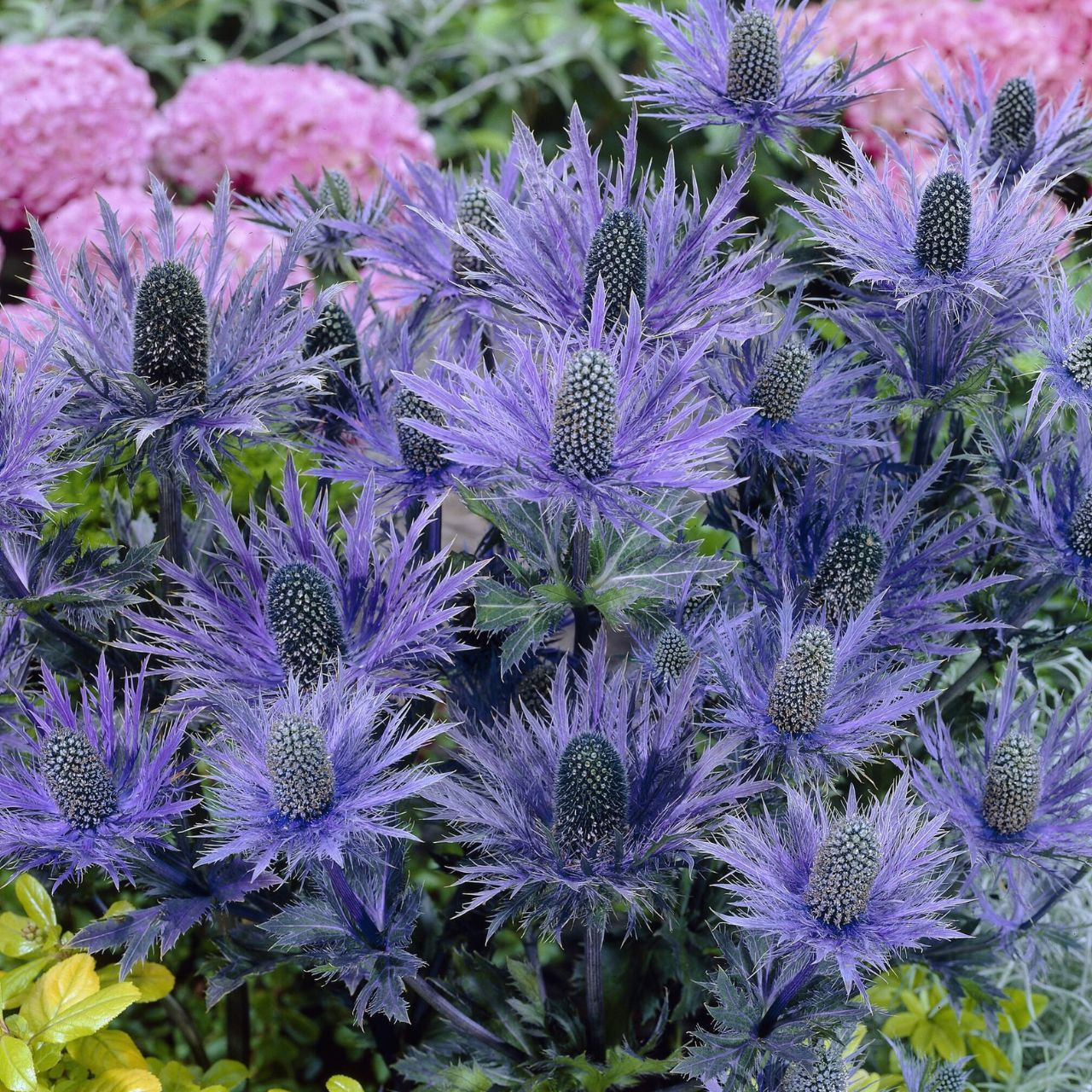 stunning-eryngium-alpinum-blue-star-j-parkers