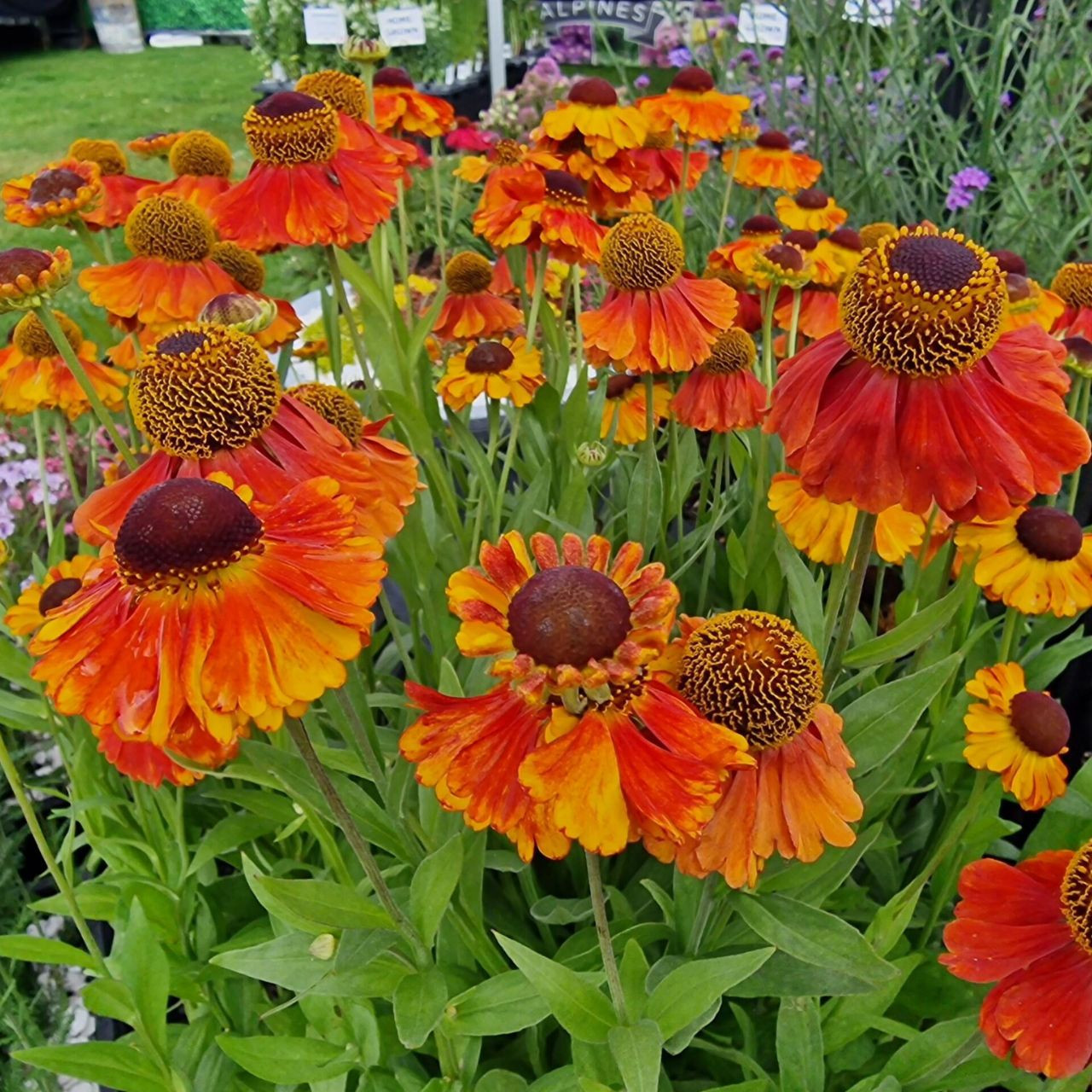 Helenium 'Sahin's Early Flowerer' - Vibrant Perennial | J Parkers