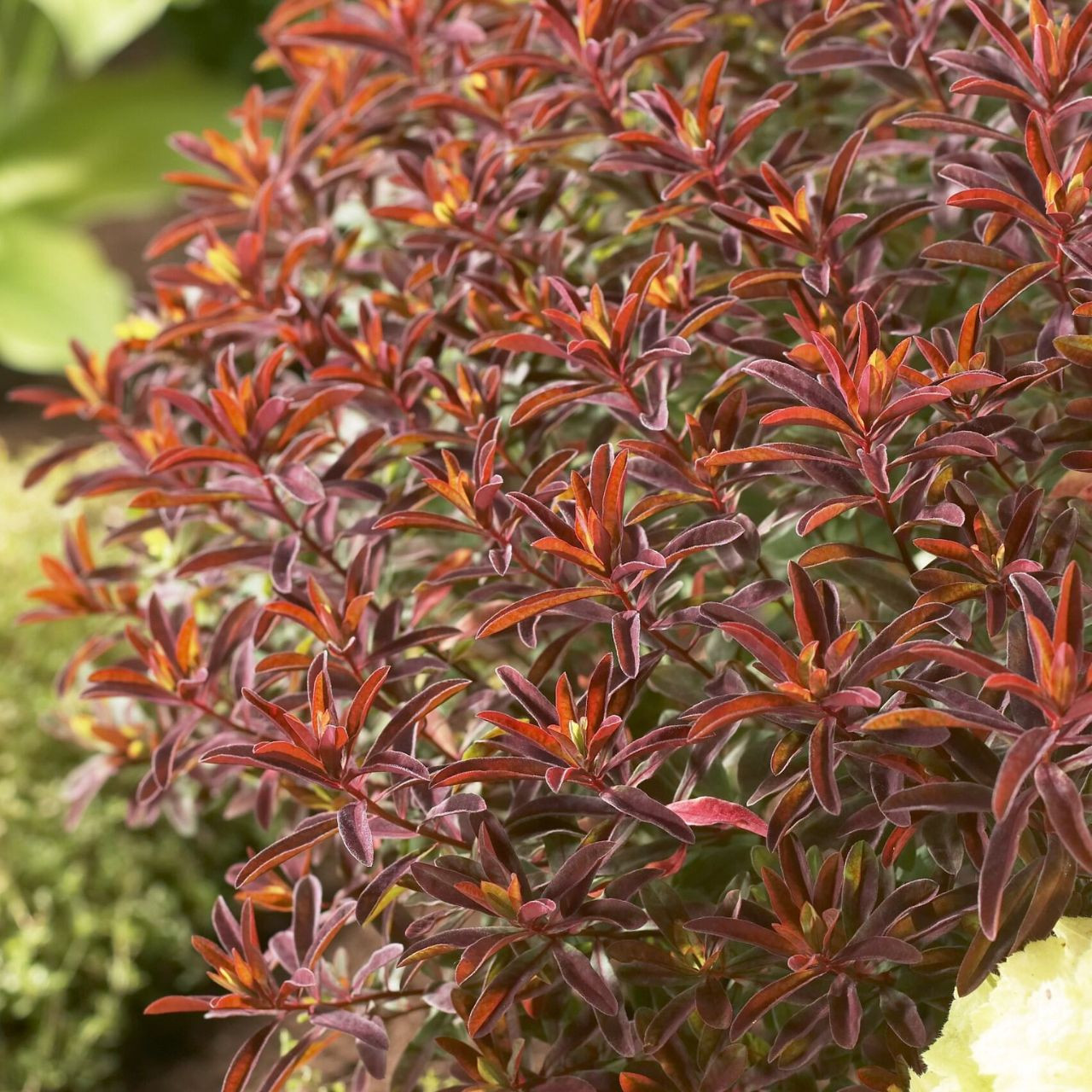 Euphorbia Polychroma 'Bonfire' | J Parkers