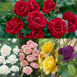 5 Floribunda Rose Collection 5 Floribunda Rose Collection