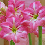 Amaryllis Summertime 30cm+