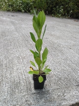 Rudbeckia hirta 'Prairie Sun'