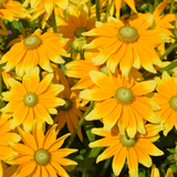 Rudbeckia hirta 'Prairie Sun'
