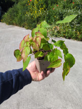 Epimedium Sulphureum AGM Epimedium Sulphureum AGM
