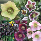 Helleborus Single collection (5) Helleborus Single collection (5)