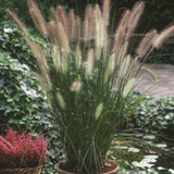 Pennisetum al. 'Hameln' Pennisetum al. 'Hameln'