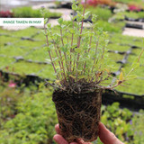 Nepeta faassenii