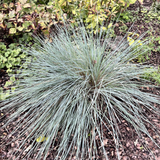 Helictotrichon sempervirens