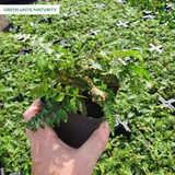 Athyrium niponicum 'Ursula's Red' Athyrium niponicum 'Ursula's Red'