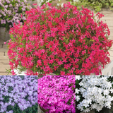 Phlox subulata Collection x12 Phlox subulata Collection x12