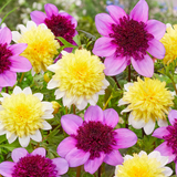 Dahlia Freya's Paso Doble