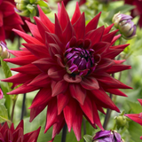 Dahlia Witteman's Best