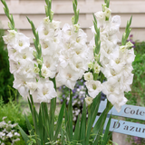 Gladiolus Gladdies Blondy