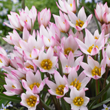 Tulip Hilde Tulip Hilde