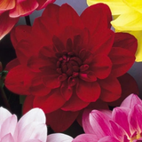 Dahlia Twilight Lily
