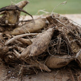 Dahlia Bishop of Llandaff