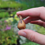 Tulip Sylvestris 5/6cm