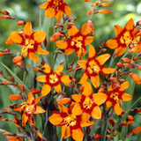 Crocosmia Emily McKenzie