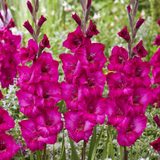 Gladiolus LF Natan