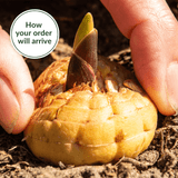 Gladiolus LF Purple Flora