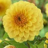 Dahlia Golden Sceptre