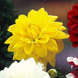 Dahlia Gold Emblem