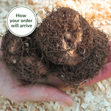 Begonia Double Yellow