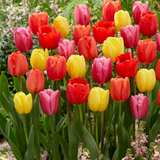 Tulip Darwin Hybrid Mixed
