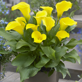 Zantedeschia Captain Solo