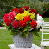 Begonia Double Mixed 5/6