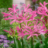 Nerine Bowdenii Favourite