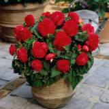 Begonia Non Stop Scarlet