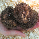 Begonia Non Stop White