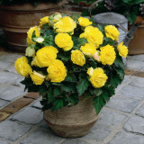 Begonia Non Stop Yellow