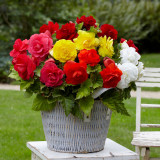 Begonia Double Mixed