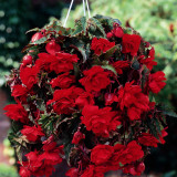 Begonia Pendula Double Giant Red
