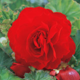 Begonia Double Scarlet