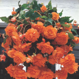 Pendula Double Giant Orange