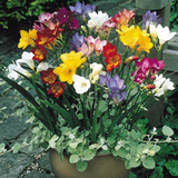 Freesia Single Mixed 4/5