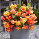 Begonia Pendula Splendide Ballerina 3/4