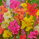 Canna Mix