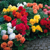 Begonia Non Stop Mixed