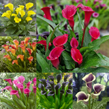 Zantedeschia Collection x6